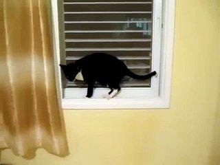 Gato salva suas patas. Gato engraçado cuida de sua saúde