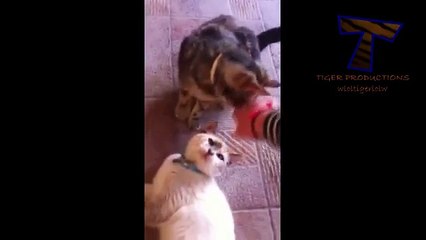 Los gatos son celosos - gatos celosos divertidos y gatos (compilación)