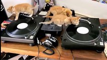 Disc jockeys gatitos. Tres gatito divertido