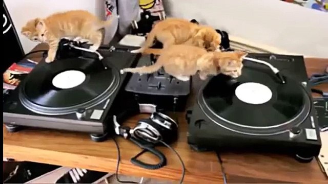 Disc jockeys gatitos. Tres gatito divertido