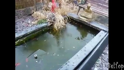 Entretenimiento Gato. gatos divertidos