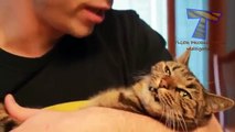 Los gatos se niegan caricias y besos - diversión y gatos divertidos (compilación)