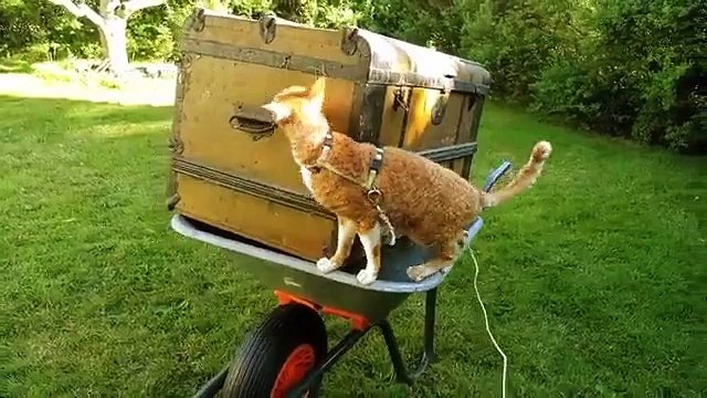 El gato y el pecho. Gato curioso y valiente