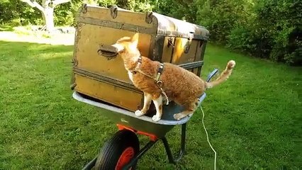 El gato y el pecho. Gato curioso y valiente