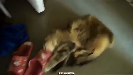 Gato atrapado. Zapatillas de deporte divertidas de gatos