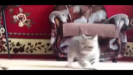 Gatito vs. tortuga. Gato divertido y la tortuga inexpresivo