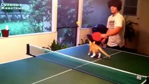 Los gatos están jugando ping-pong. Gatos y tenis de mesa