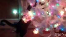 Gatos decorar el árbol de Navidad. Gatos divertidos y árboles de Navidad