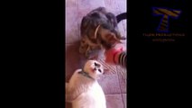 Les chats sont jaloux - jaloux chats drôles et les chats (compilation