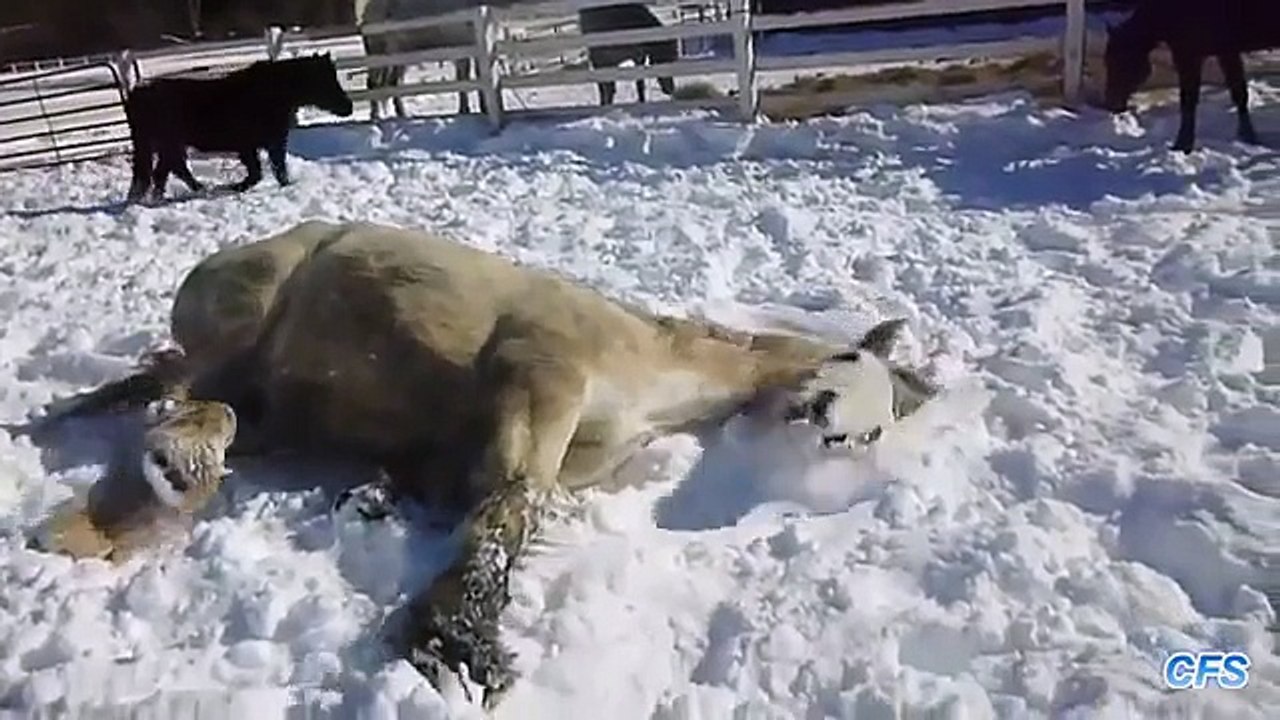 Chevaux jouent dans la neige. Drôle cheval du sport d'hiver