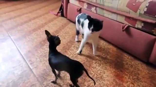 Cat veut attaquer le chien. Chien contre chat