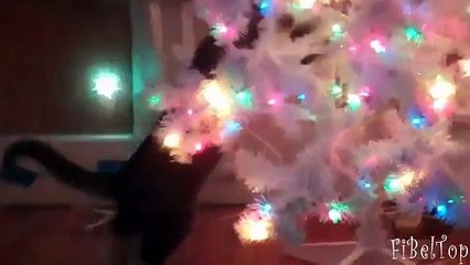 Chats décorer l'arbre de Noël. Chats drôles et arbres de Noël