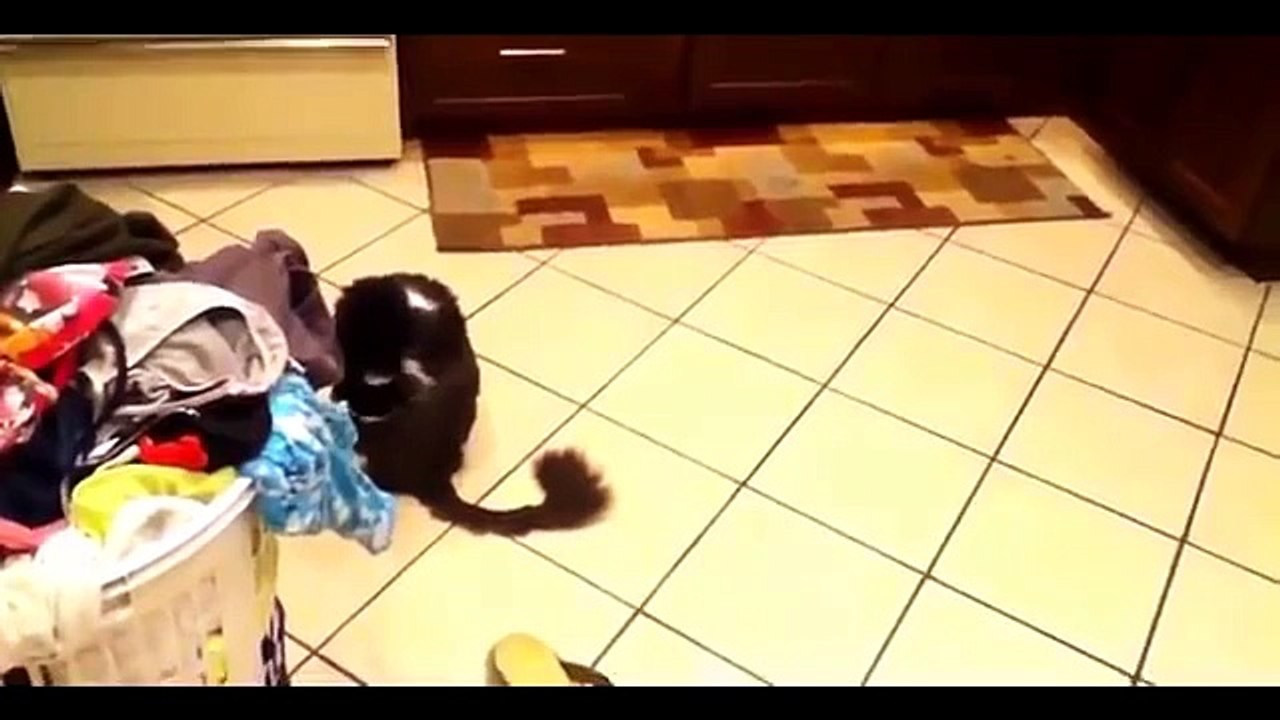 Studs sont recuites. funny cat