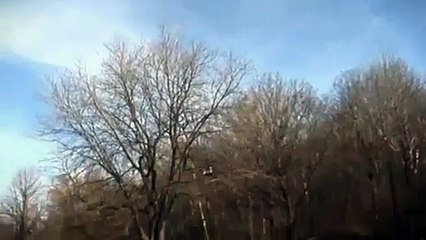 Eagle Lifts Up Baby In The Ground