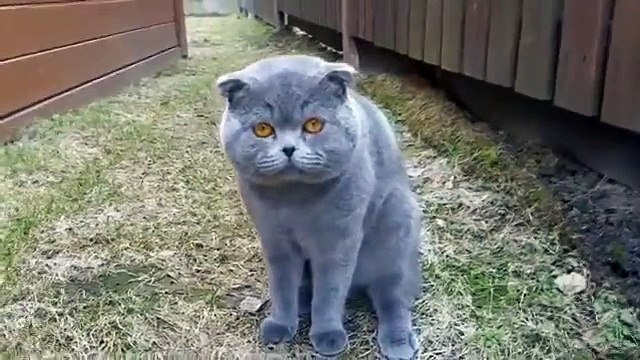Кот ругается на хозяйку. Смешной кот разговаривает