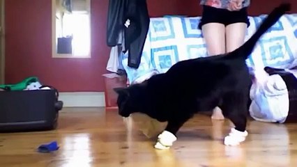 Коты в ботинках. Забавные кошки в обуви