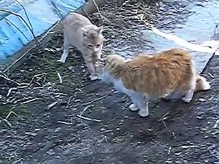 Коты делят территорию. Диалог двух забавных котов