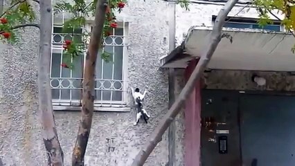 Коты скалолазы и альпинисты. Забавные приколы с кошками