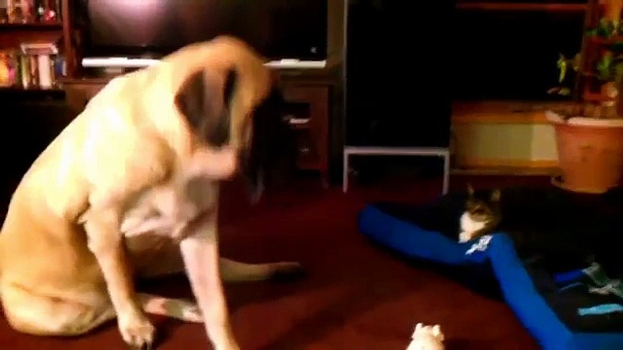 Коты спят на месте для собак. Приколы с кошками и псами