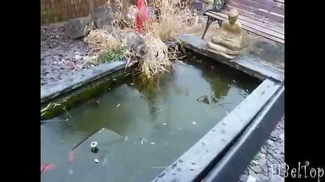 Кошачьи развлечения. Смешные кошки