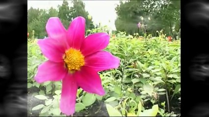 Олег Хромов "На белом покрывале января"