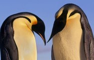 Pingüinos emperador (Aptenodytes forsteri)