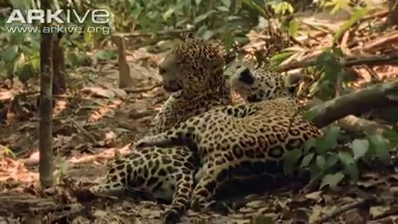 Jaguar Marriage (romantic)