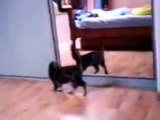 고양이는 거울을보고. 재미 있은 고양이와 거울
