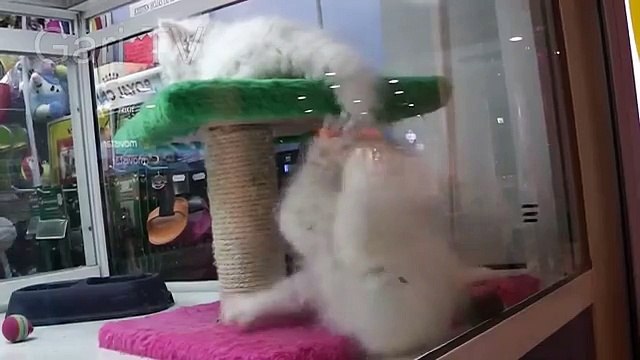 누군가 다른 사람의 꼬리를 가지고 노는 고양이. 재미 있은 고양이