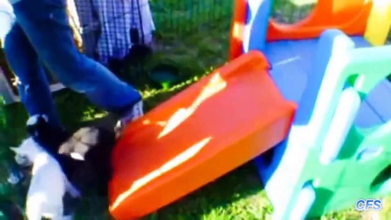 염소는 재미가있다. 재미 염소 재미