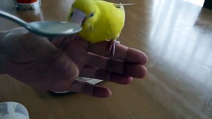 インコを食べさせます。小型キハダオウムの食
