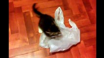 子猫とパッケージ。おかしい猫はパッケージで遊びます