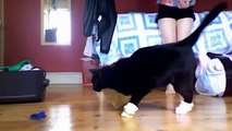 ブーツ猫。靴でおかしい猫