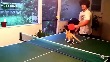 ピンポンを再生する猫。猫と卓球