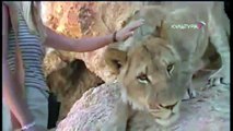 Girl Raised As A Bushman Playing With Lions & Cheetahs! YouTube