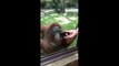 Orang-outang : on lui montre une vidéo avec des orangs-outans, sa réaction est hilarante