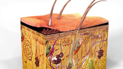 Suda Çok Kalınca Ellerimiz Neden Buruşur? + 2 İlginç Soru Daha