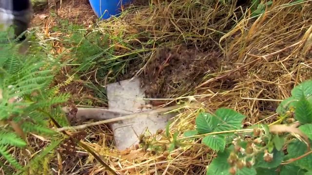 The Shooting Show – pigeon shooting the Irish way