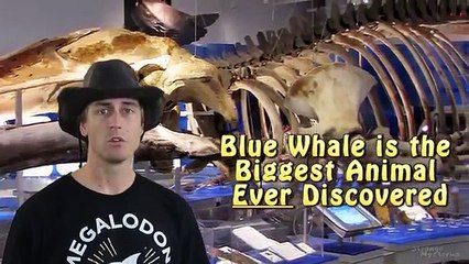BIGGEST Animal EVER Recorded in the Ocean Depths