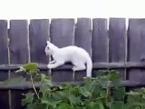 Ловкий котенок