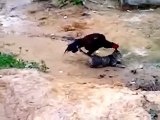 Chicken rape Cat  || Fun animal
