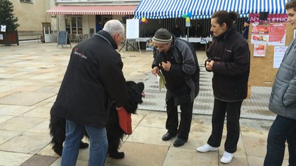 Les Terre-Neuve mobilisés pour le Téléthon