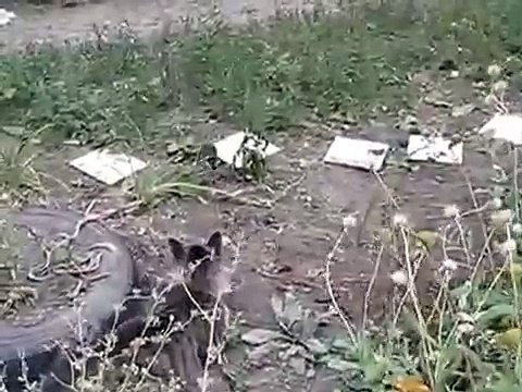 Нападение крысы на кошку