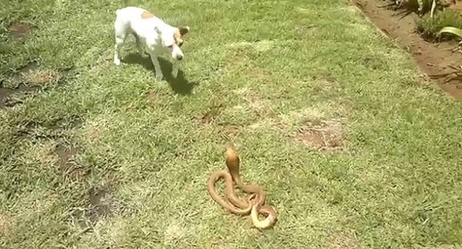 Bagarre entre un chien et un cobra