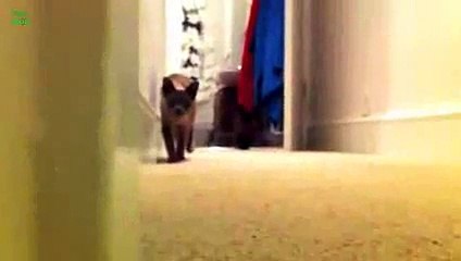 Funny Stalking Cat Video Compilation 2016 [HD]