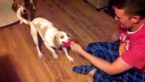 Funny Dogs Sliding on Wood Floors Compilation 2016 [HD]