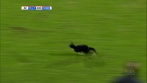 Pays-Bas - Un chat s'invite au match d'Alkmaar