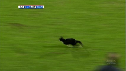 Pays-Bas - Un chat s'invite au match d'Alkmaar