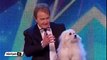 In a competition of Britain's got talent a talking dog to everyone! OMG , this dog can talk