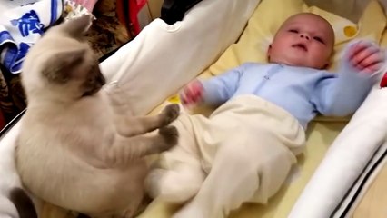 Cat: Calm Down, Baby!